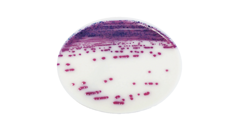 IRIS SALMONELLA®